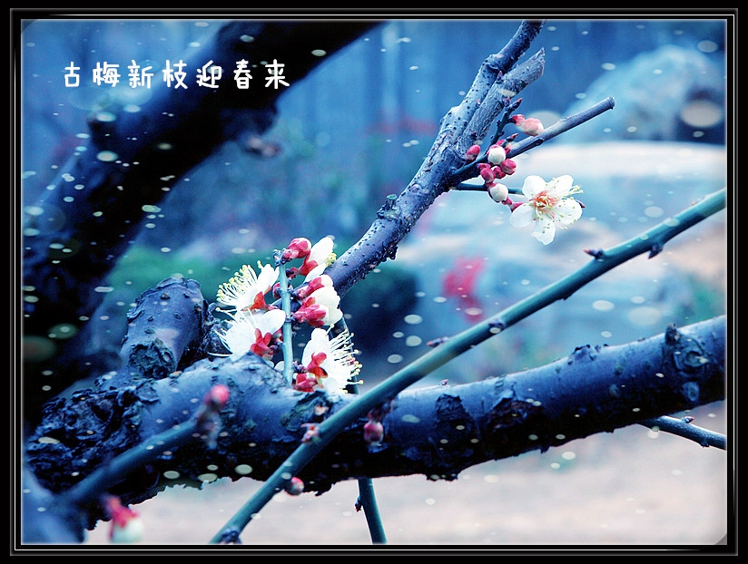 IMG_2601_副本800A.jpg