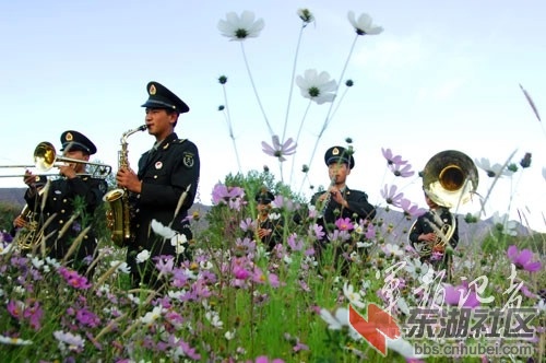 战地黄花分外香——格桑花.jpg