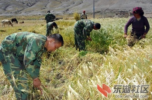 某边防营官兵帮助藏族群众收割青稞.jpg