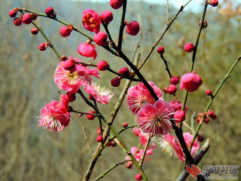 桃花1.jpg