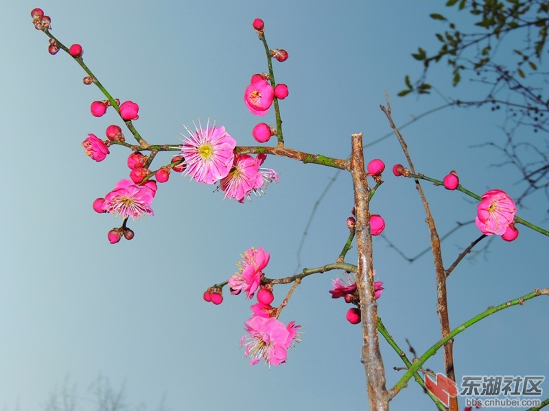 桃花2.jpg