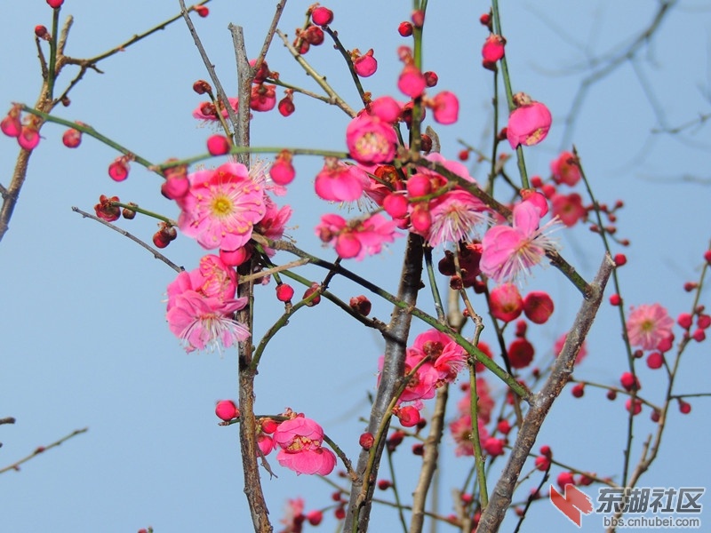 桃花4.jpg