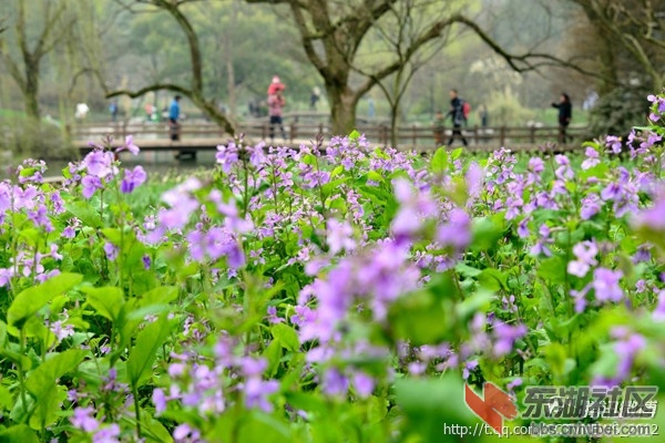 西湖3.jpg