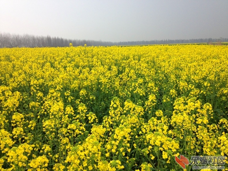 仙桃农村美景—千顷沃野,水乡田园油菜花香.