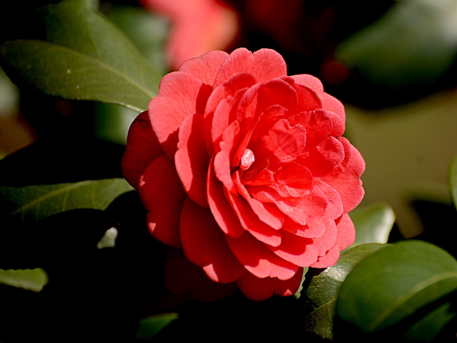 茶花
