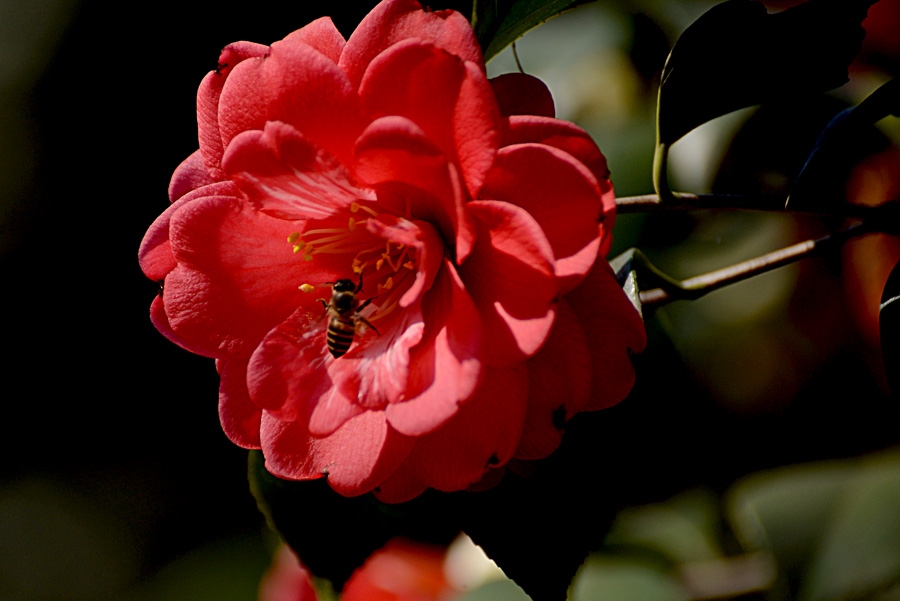 DSC_4548 副本.jpg