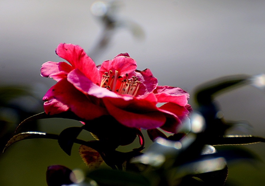 茶花