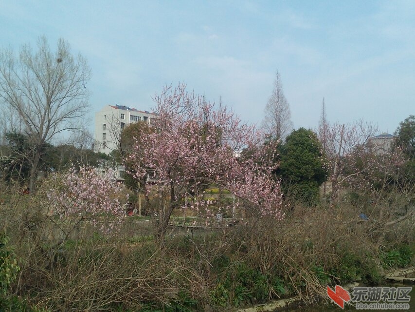 不知道是什么花.jpg