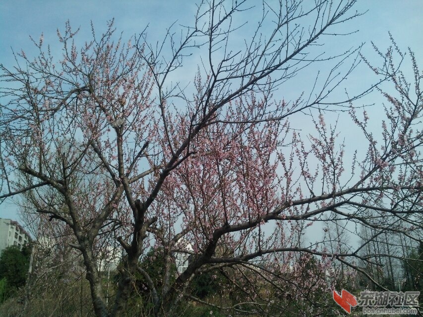 花1.jpg