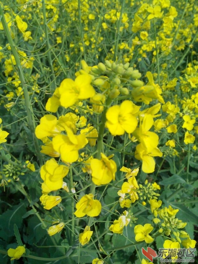 油菜花8.jpg