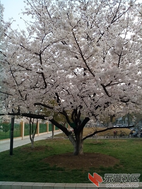 IMG_20140326_072041.jpg