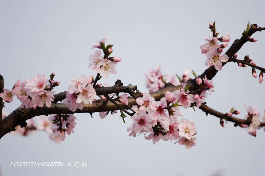 nEO_IMG__MG_1623.jpg