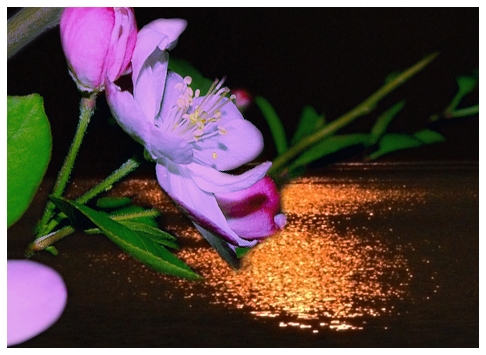 夜色海棠---1.jpg
