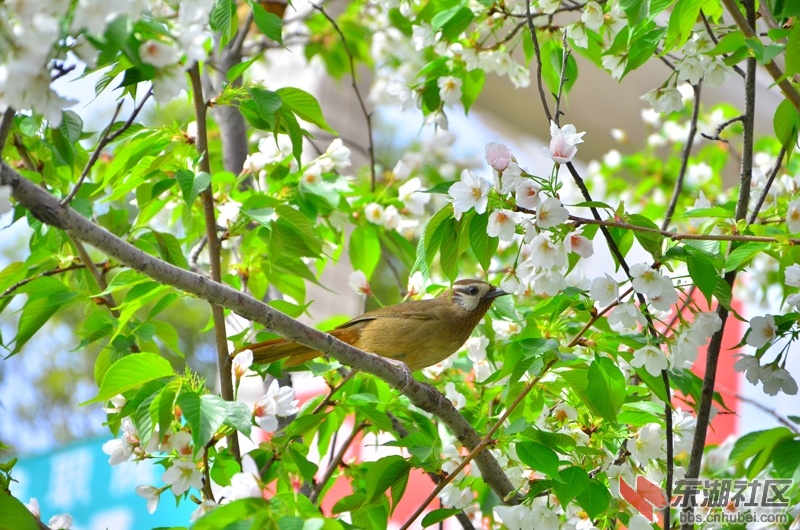 DSC_5258.JPG