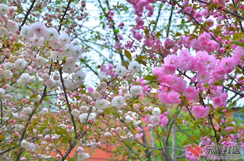 DSC_5315.JPG