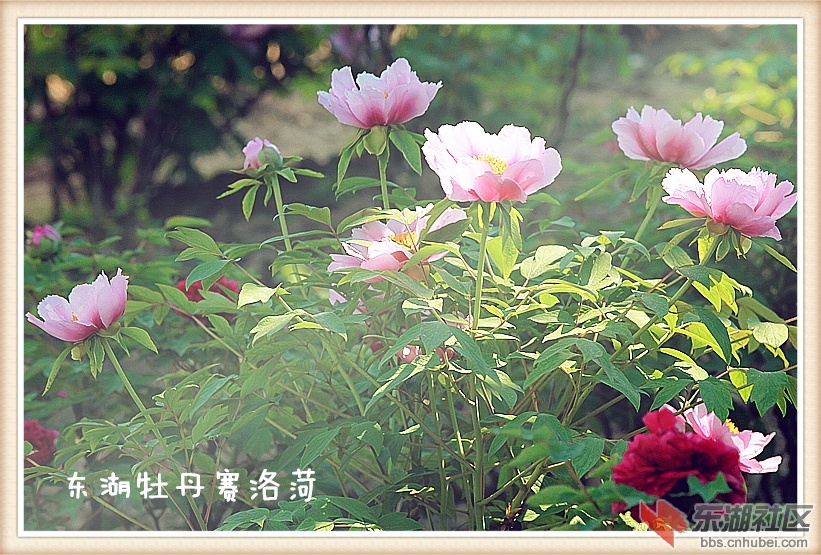 IMG_3808_副本800.jpg