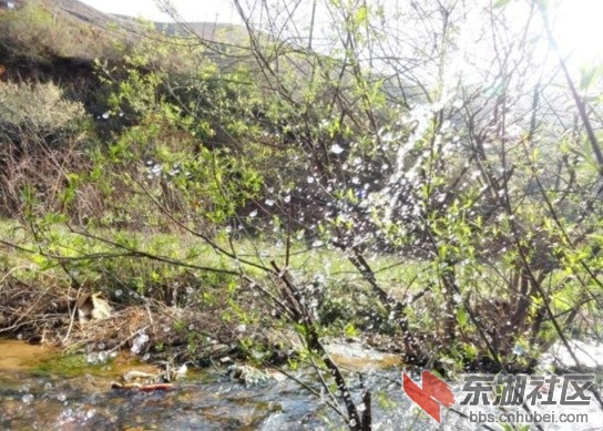 临潭冶力关森林公园春景.jpg