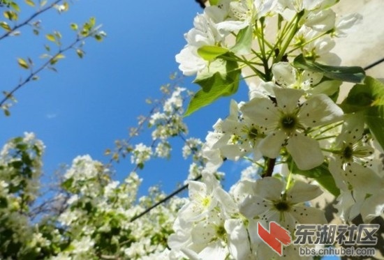 美丽的花儿.jpg
