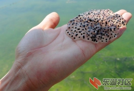饮马泉边蝌蚪卵.jpg