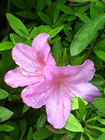 IMG0417084300.jpg