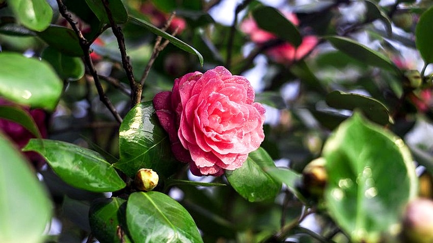 1177_tn.jpg