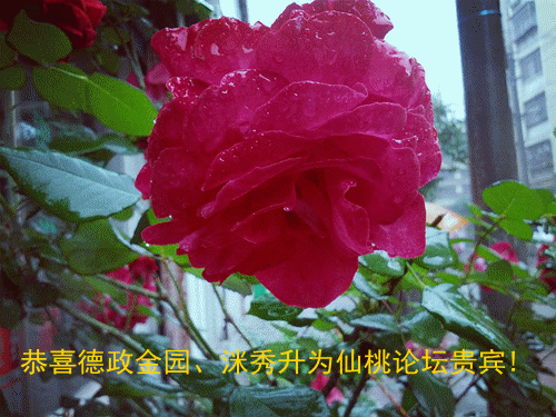 xj2014_04_25_09_21_51_副本.gif