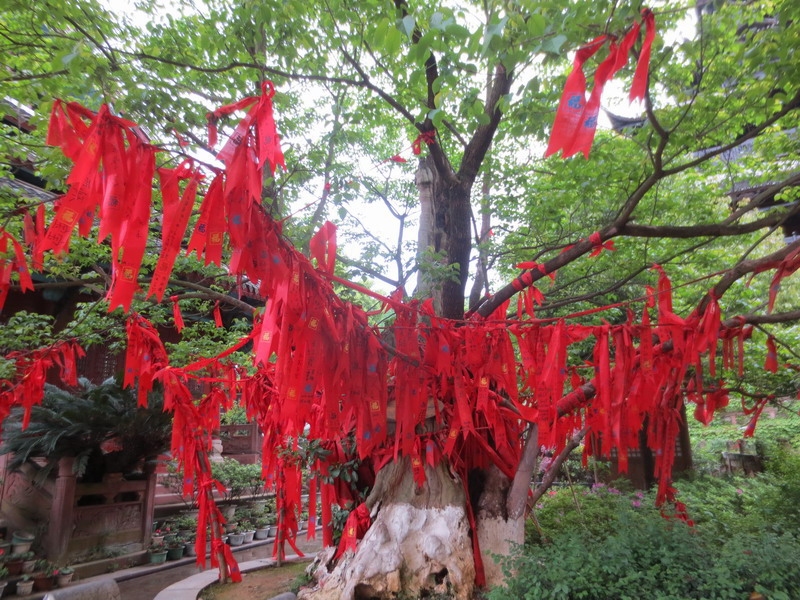 老槐树为游人祁福.JPG