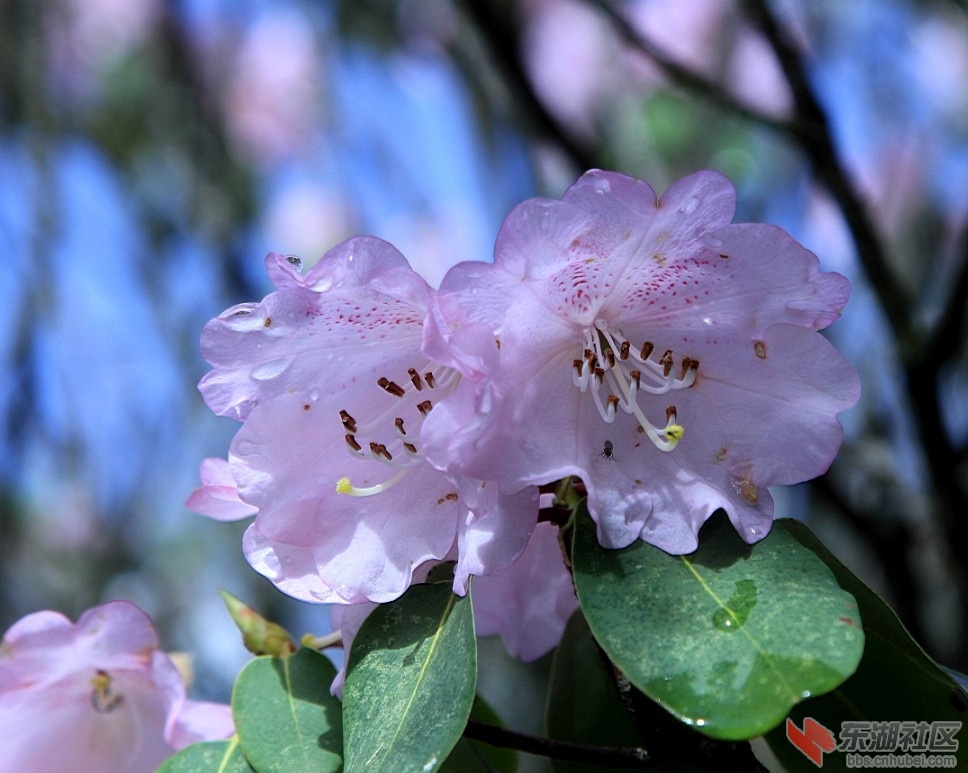 杜鹃花6.jpg