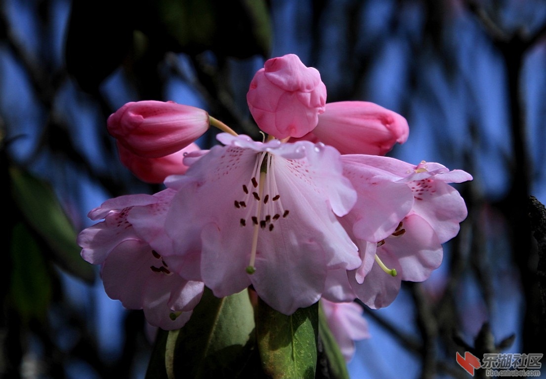 杜鹃花778.jpg