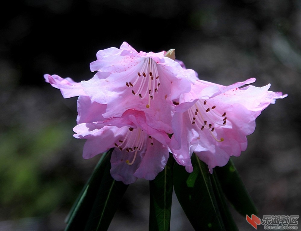 杜鹃花88.jpg