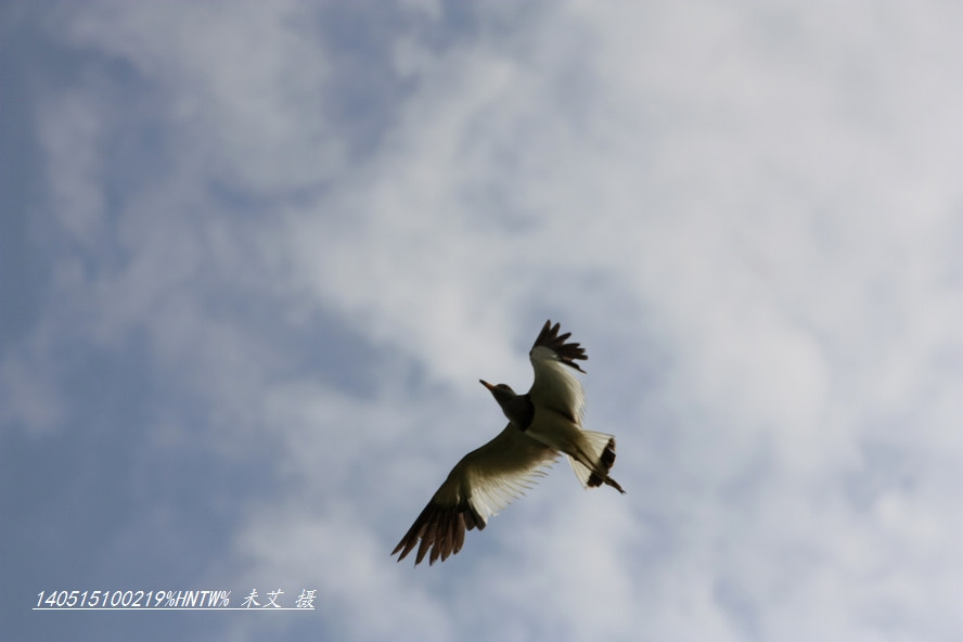 nEO_IMG__MG_7919.jpg