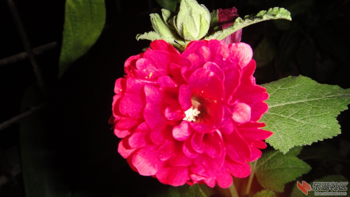 DSC08370.JPG
