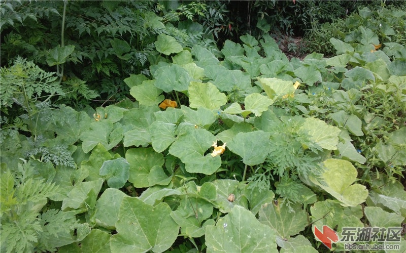 南瓜藤叶铺满地