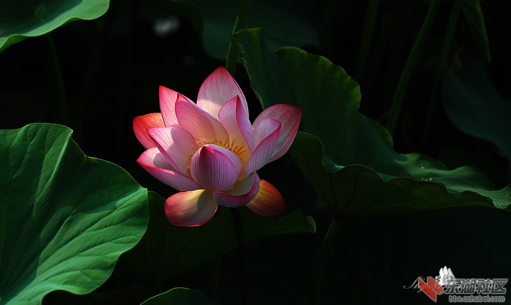 DSC_0058.jpg