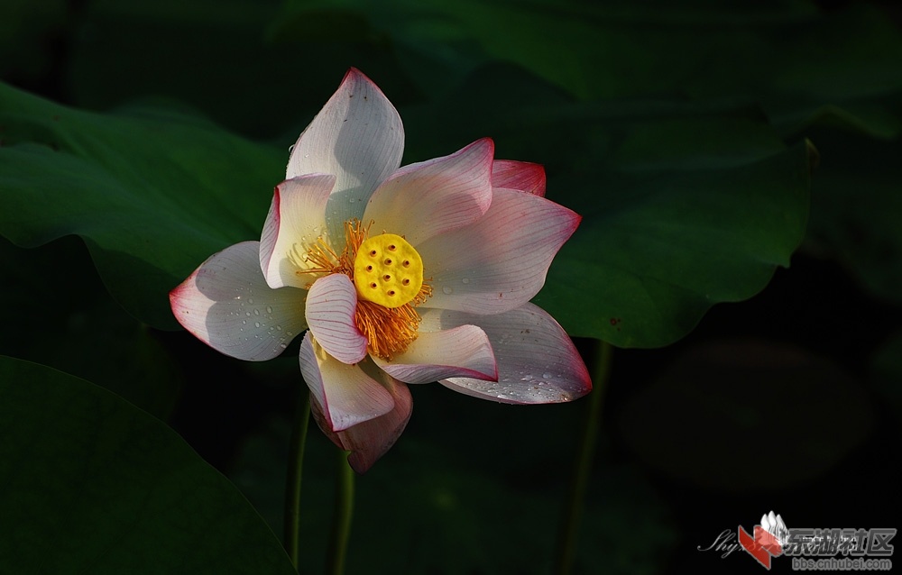 DSC_0102.jpg