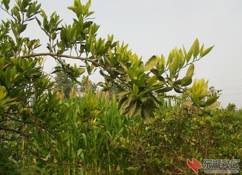 DSCN0056.JPG