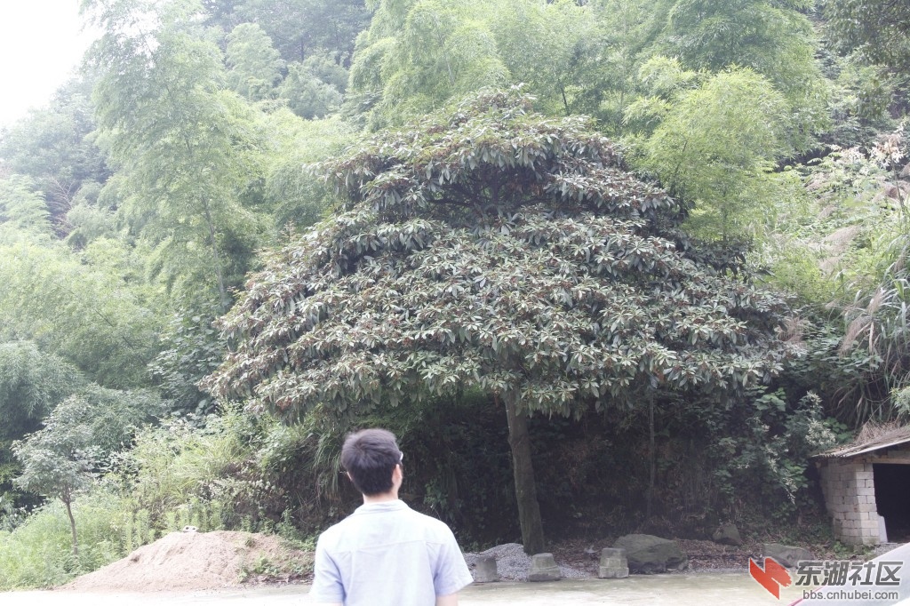 大树底下好乘凉