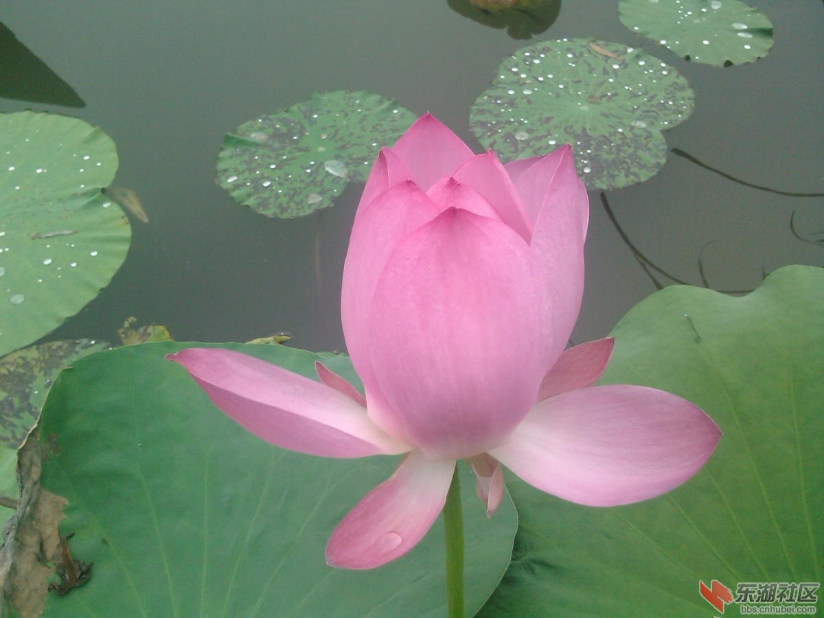 荷花仙子