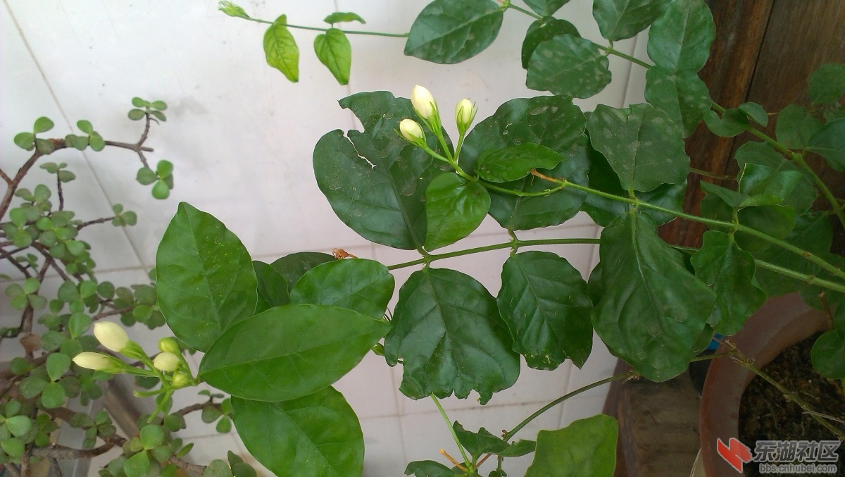 IMAG2606A.JPG