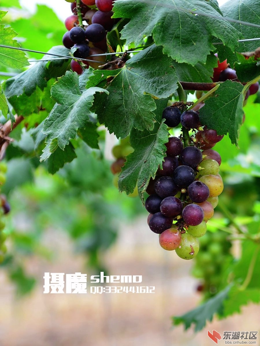 DSC_3188_副本.jpg