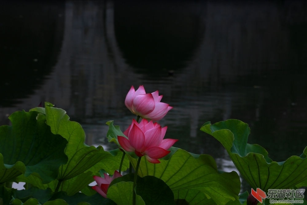 004548xxt6hxhe9ouehmox_jpg_thumb.jpg