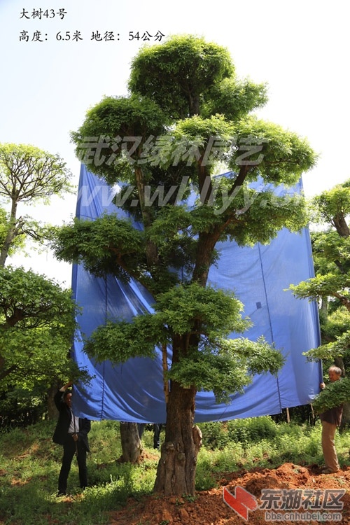 对节白蜡大树
