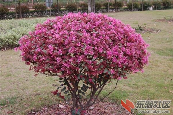 红花继木.jpg