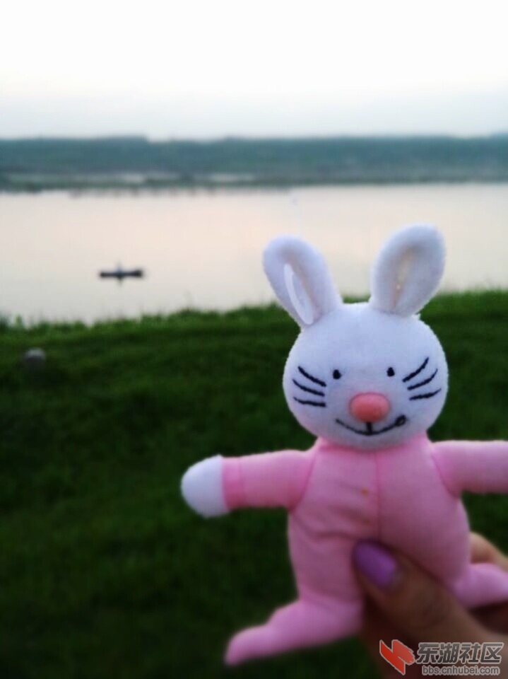 晚安兔。