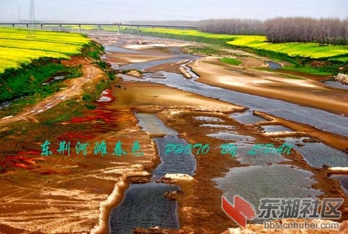 东荆河油菜花9.jpg