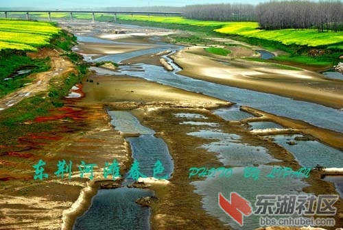 东荆河油菜花17.jpg
