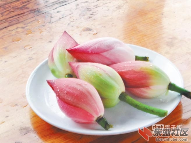 仙桃荷花