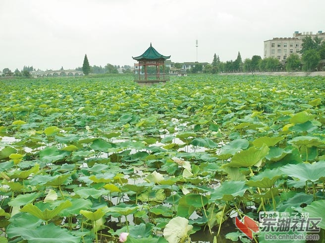 沔城莲花池