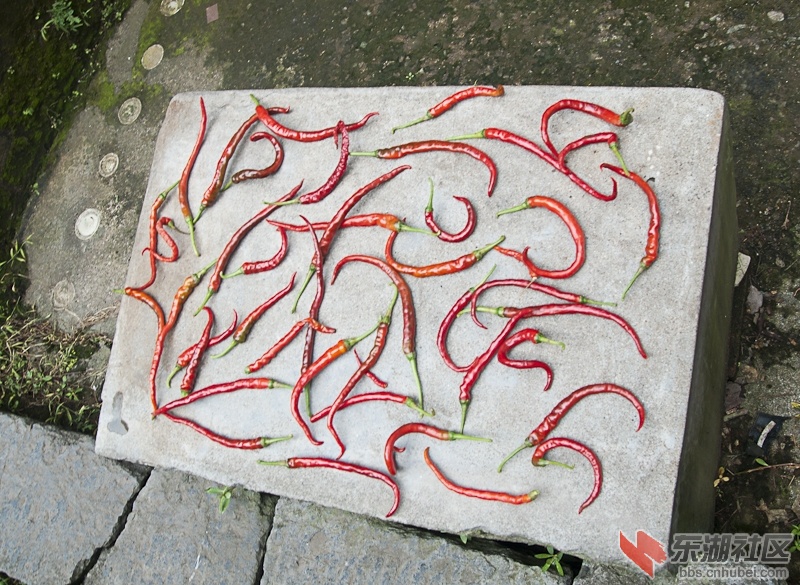 DSC_1402.jpg