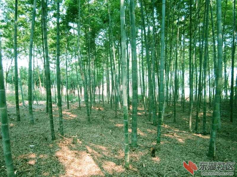 这是林中的竹子树，绿意盎然~
